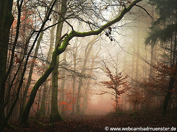 ☀ Winterwald ☀