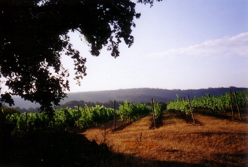 Weinberge bei Bad Mnster am Stein-Ebernburg